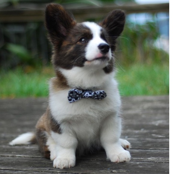 Meet your Posher, Caitlin - Picture 1 of 1